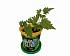 Набор для выращивания растений - Липа амурская  - миниатюра №1